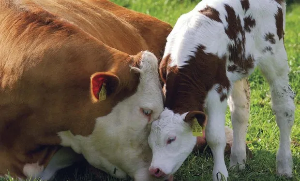 vaca con ternero vaca con ternero