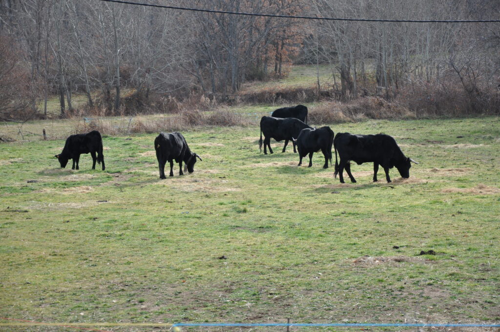 vacas